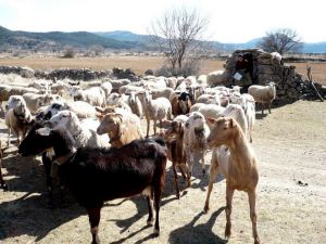 2016-12-15-23_16_40-silvia-olaria-silvia-olaria